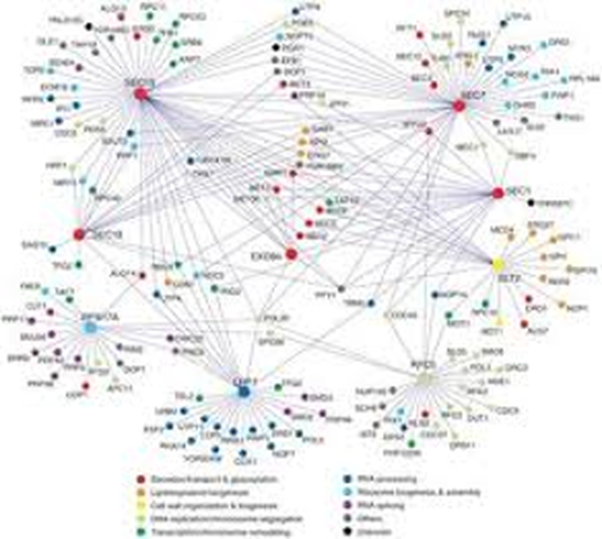 Complex Networks